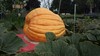 Big City Grower (Team coming out of retirement )
