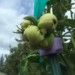 Garden Rebel (Team Rebel Rousers)