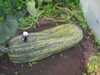 Dorset Farmers - MarkB