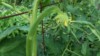 wixom grower ( The Polish Hammer)