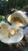 Henry-the giant pumpkin grower