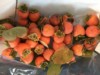 Weird Wint (Tomatoes)