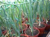 giantveg