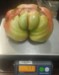 wixom grower ( The Polish Hammer)