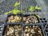 wixom grower ( The Polish Hammer)