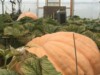 So.Cal.Grower