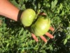 Henry-the giant pumpkin grower