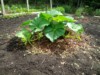 wixom grower ( The Polish Hammer)