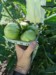 Altitude (to)maters (Scott)